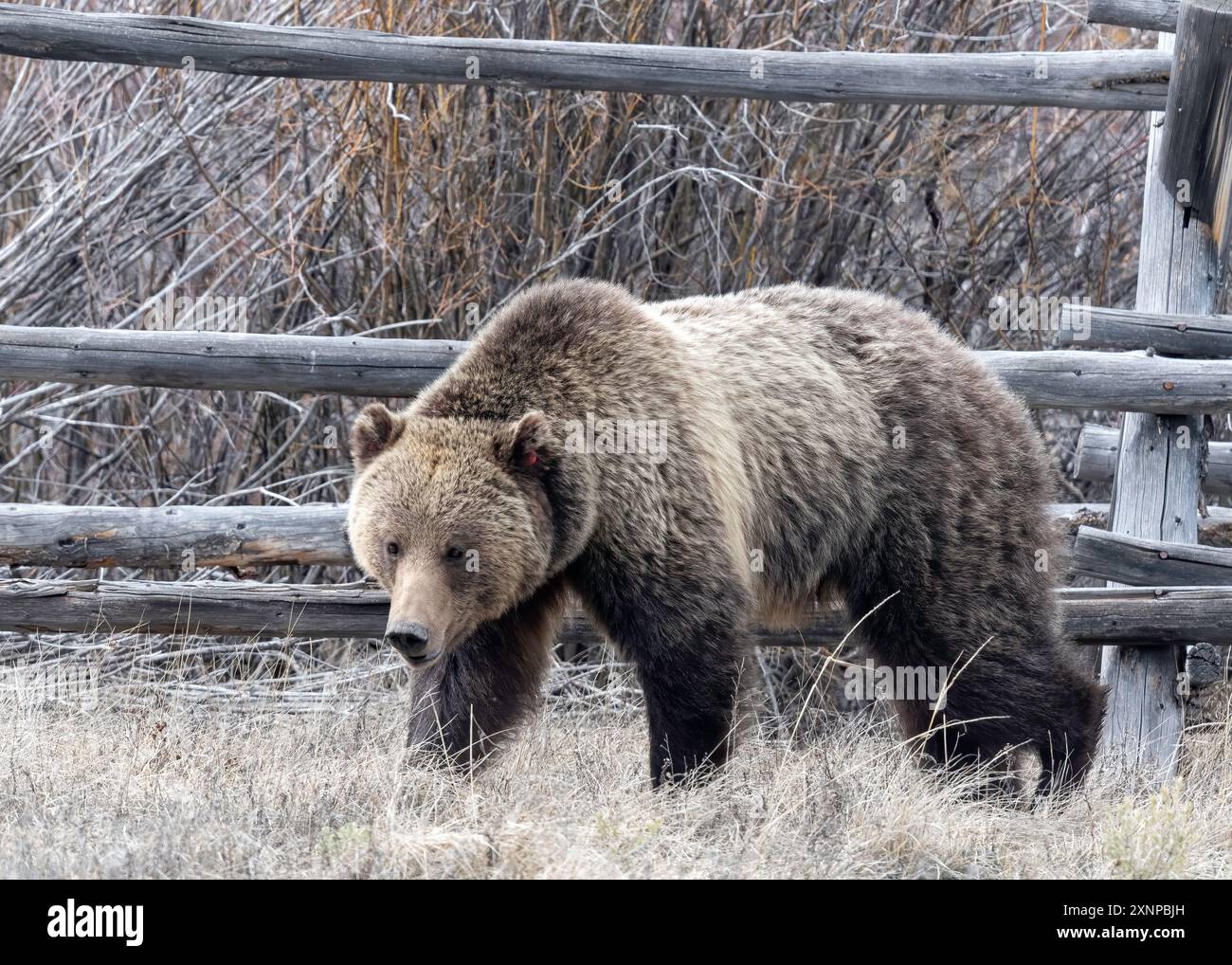 Ours grizzli (Ursus arctos horribilis) connu sous le nom de Cunningham ou Grizzly 926 avec des petits dans le parc national de Grand Teton, Wyoming Banque D'Images