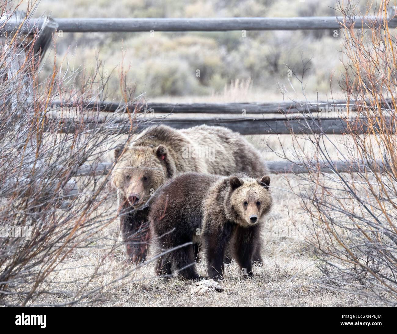 Ours grizzli (Ursus arctos horribilis) connu sous le nom de Cunningham ou Grizzly 926 avec des petits dans le parc national de Grand Teton, Wyoming Banque D'Images