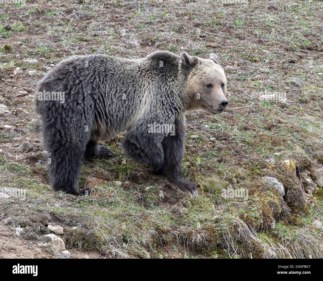 Ours grizzli, fille de l'obsidienne (Ursus arctos horribilis) dans le parc national de Yellowstone, Wyoming Banque D'Images