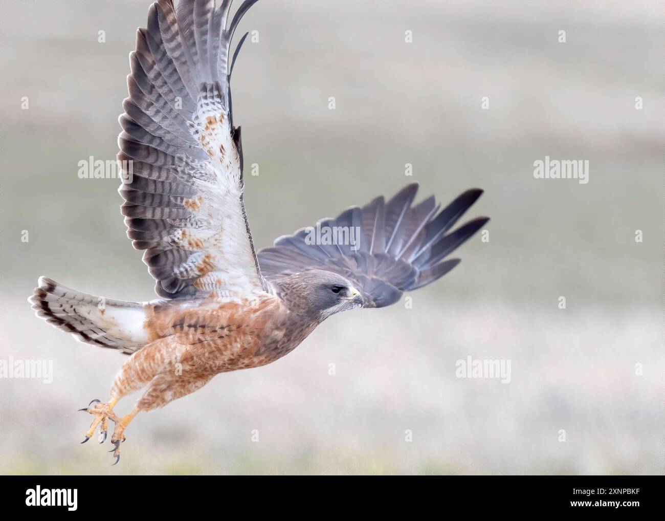 Swainson's Hawk (Accipitriformes saurischia) prenant son envol dans le parc national de Grand Teton, Wyoming Banque D'Images