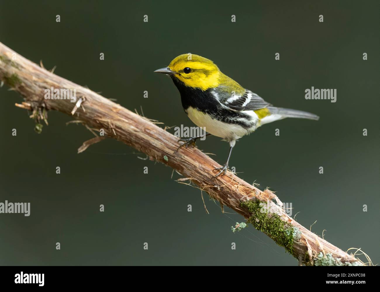 Paruline verte à gorge noire (Setophaga virens) perchée lors d'une escale à Galveston, Texas, lors de la migration printanière Banque D'Images