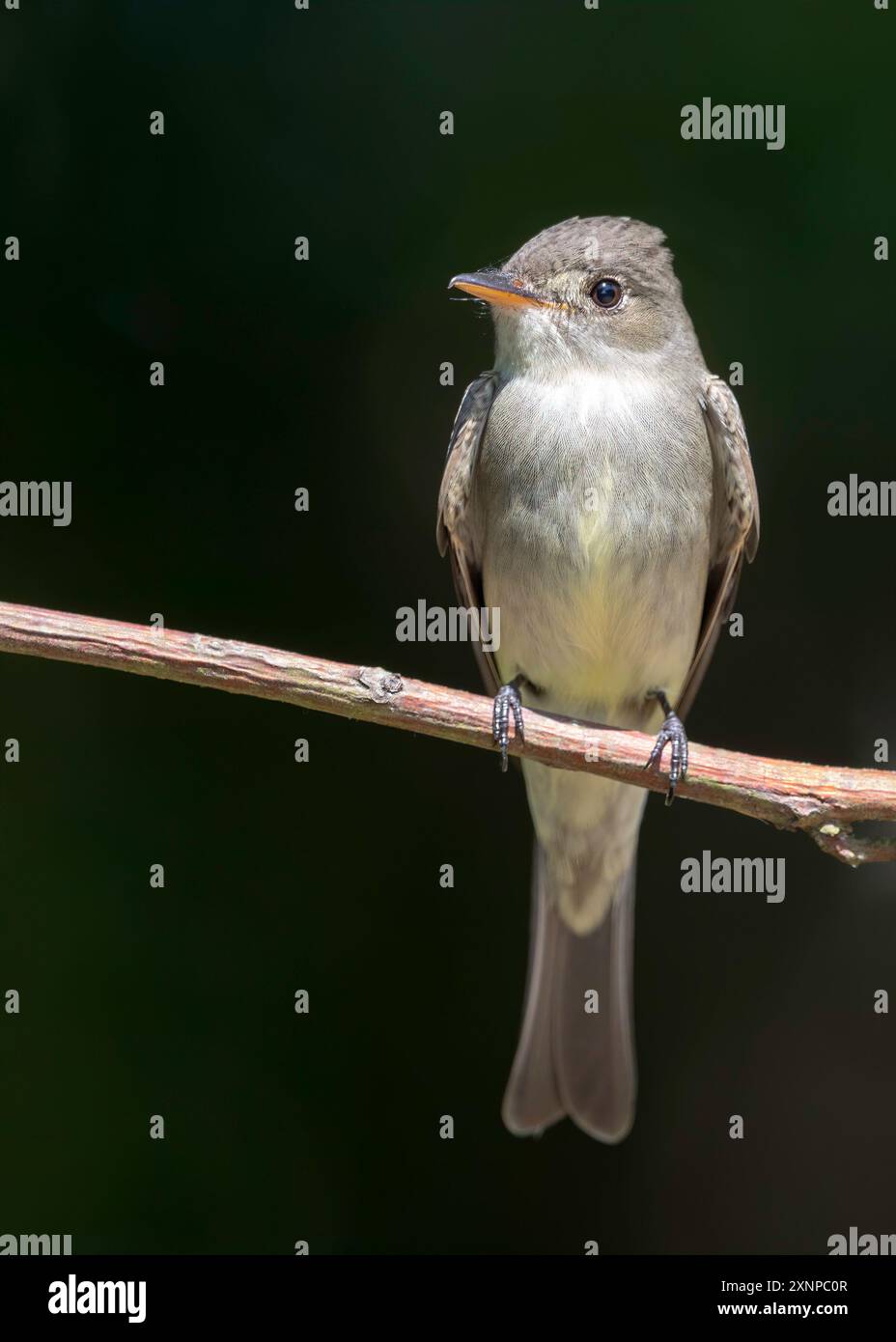 Pewee des bois de l'est (Contopus virens) perché lors d'une escale à Galveston, Texas, lors de la migration printanière Banque D'Images