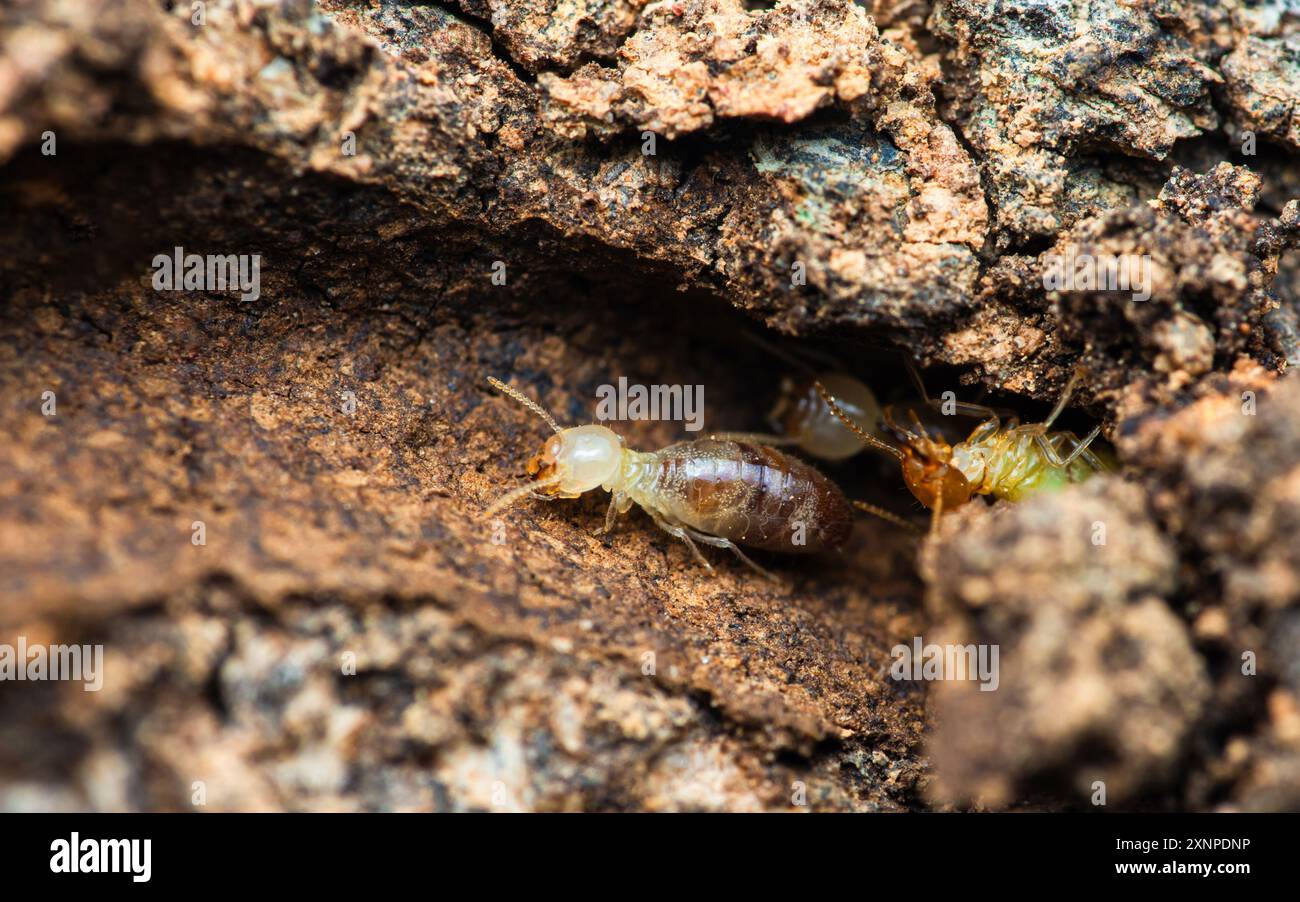 Gros plan des termites travailleurs qui marchent dans le nid sur le fond de la forêt, des termites qui marchent dans le tube de boue, des petits termites, foyer sélectif. Banque D'Images
