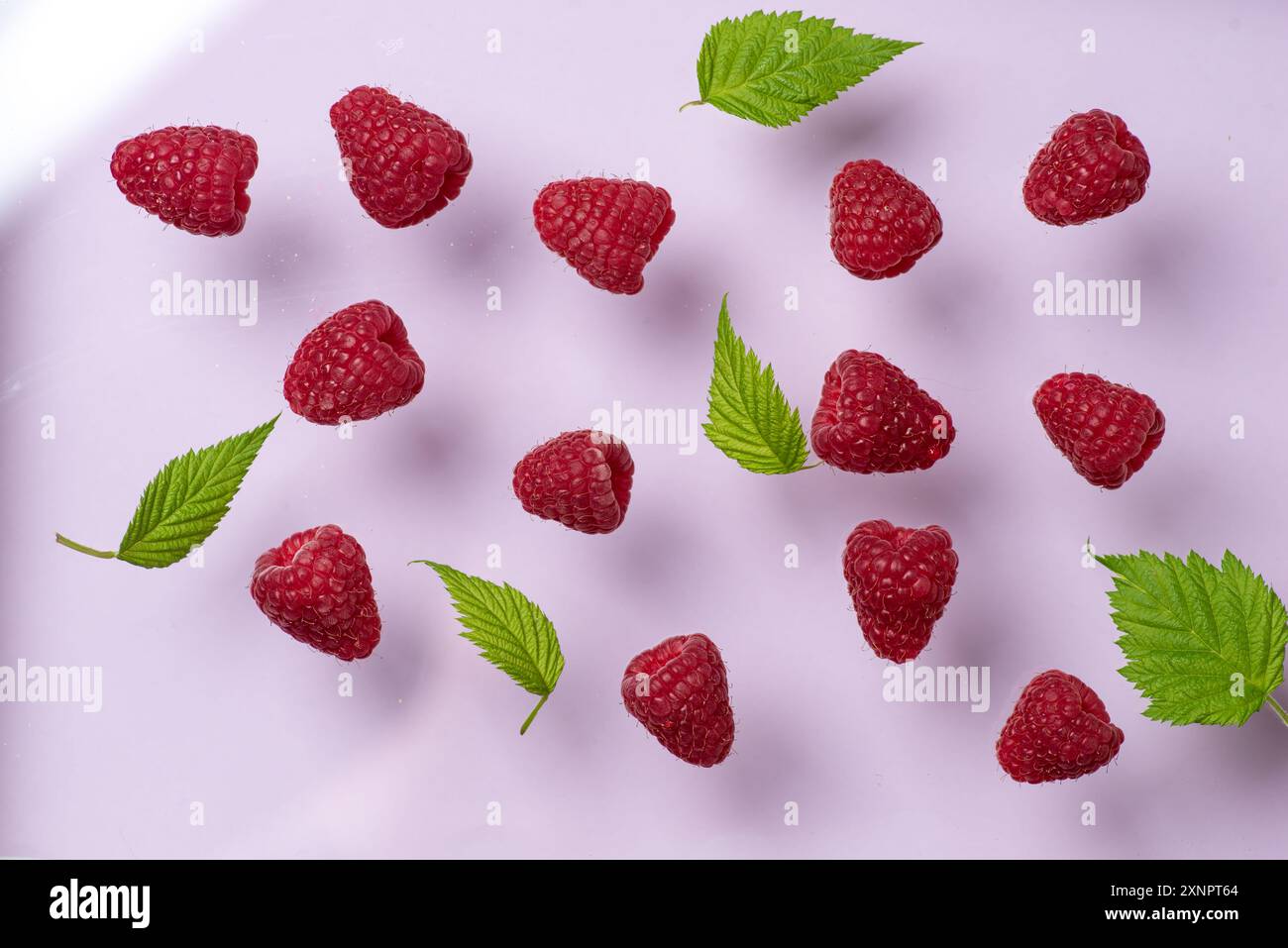 Les framboises juteuses et les feuilles vert vif sont habilement disposées sur un fond rose, créant un contraste visuel vibrant et rafraîchissant. Ce vibrant Banque D'Images