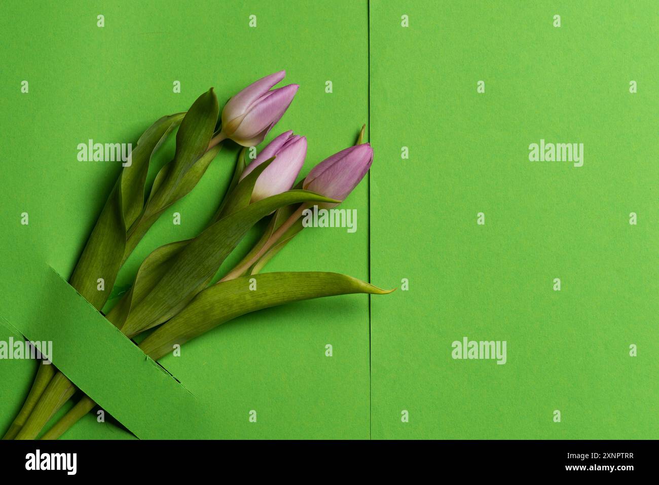 Une image minimaliste montrant un bouquet de tulipes violettes sur un fond vert vif. Le contraste simple mais saisissant souligne l'élégance A. Banque D'Images