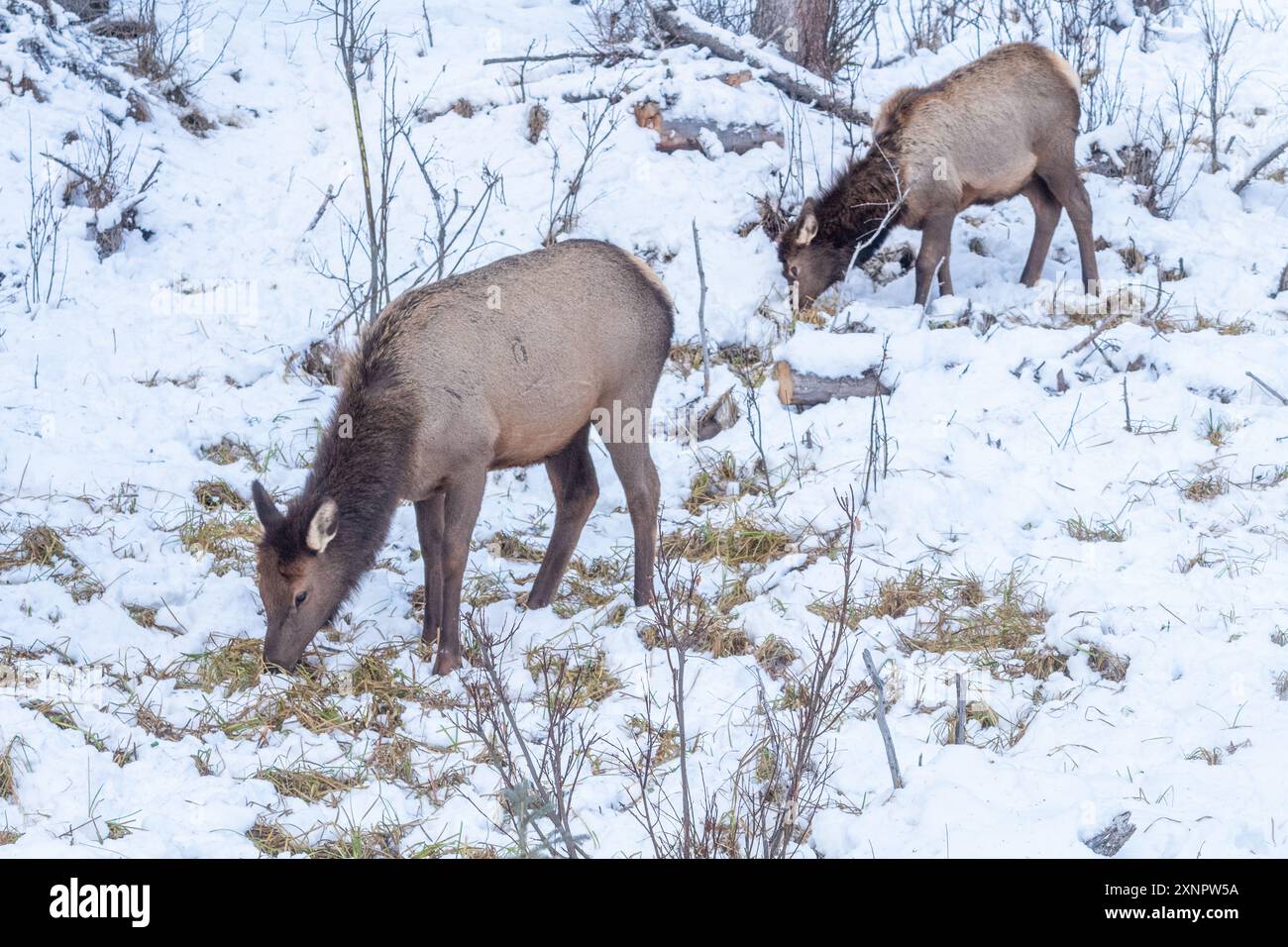 Troupeau de wapitis nord-américains qui paissent dans la neige au parc national Banff, Alberta, Canada Banque D'Images