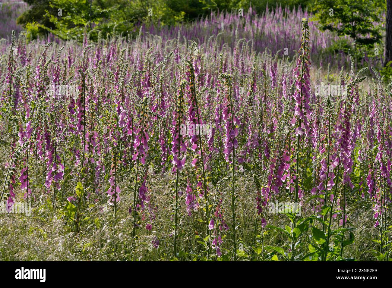 Digitalis purpurea, gant rouge en fleur, gant violet ou gant de dame, Karlovy Vary, République tchèque Banque D'Images