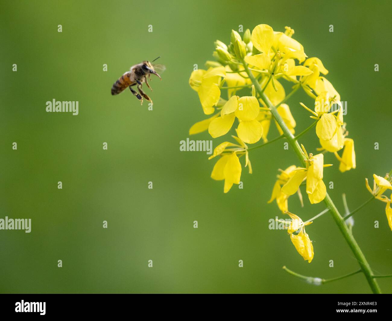 Bee in Flight Landing pour polliniser Une fleur de moutarde Banque D'Images
