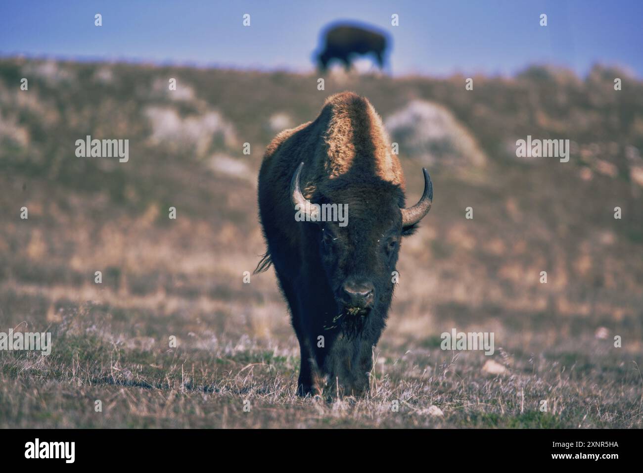 Bison errant dans le parc d'État d'Antelope Island, Utah Banque D'Images