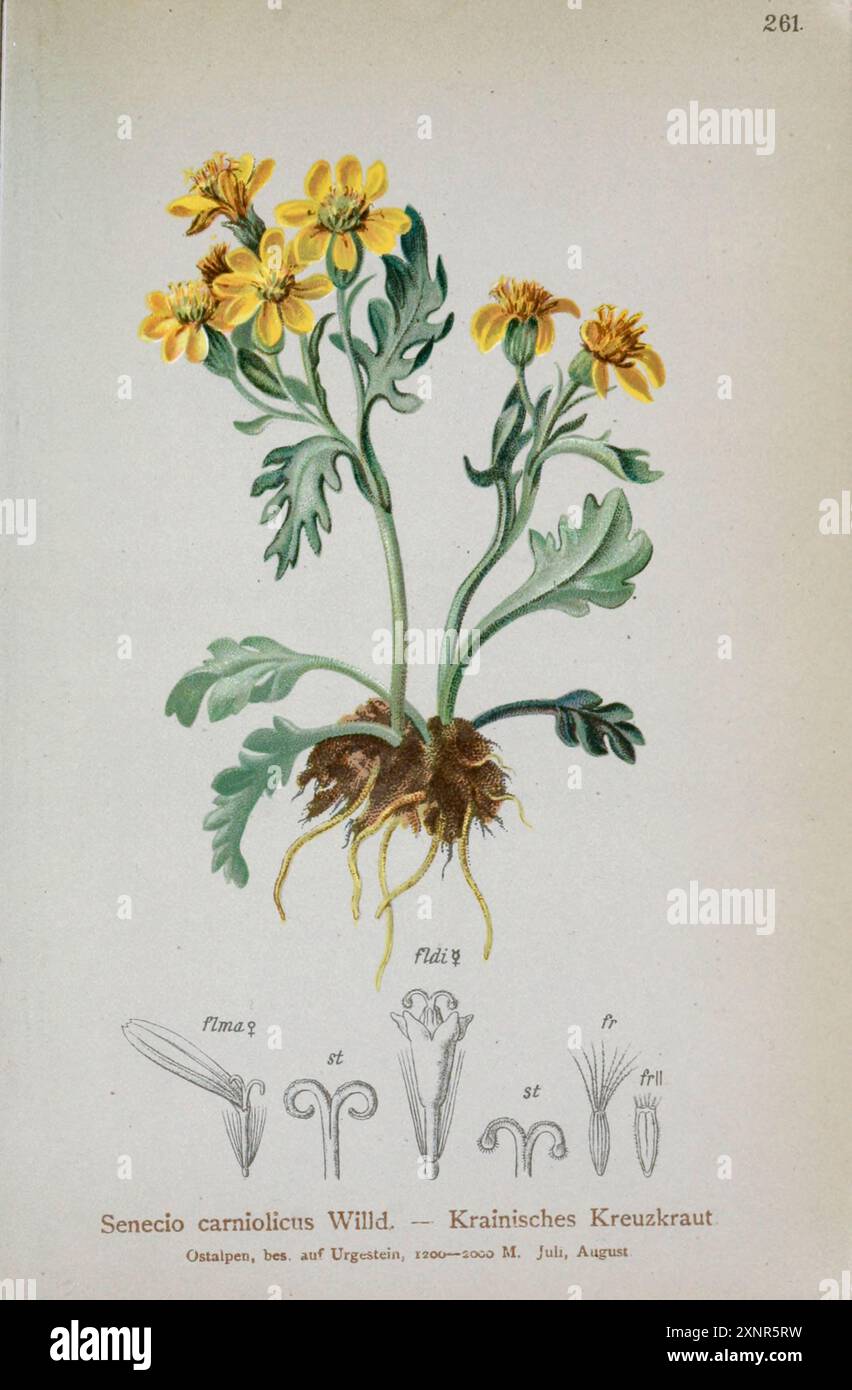 Senecio camiolicns Willd — Kraintsches Kreuzkraut Botanical Drawing from ' Atlas der Alpenflora ' volume 3 de Hartinger, Anton, né en 1806 ; Dalla Torre, K. W. von (Karl Wilhelm), 1850-1928, Deutscher Alpenverein (fondé en 1874) publié en 1882 Banque D'Images