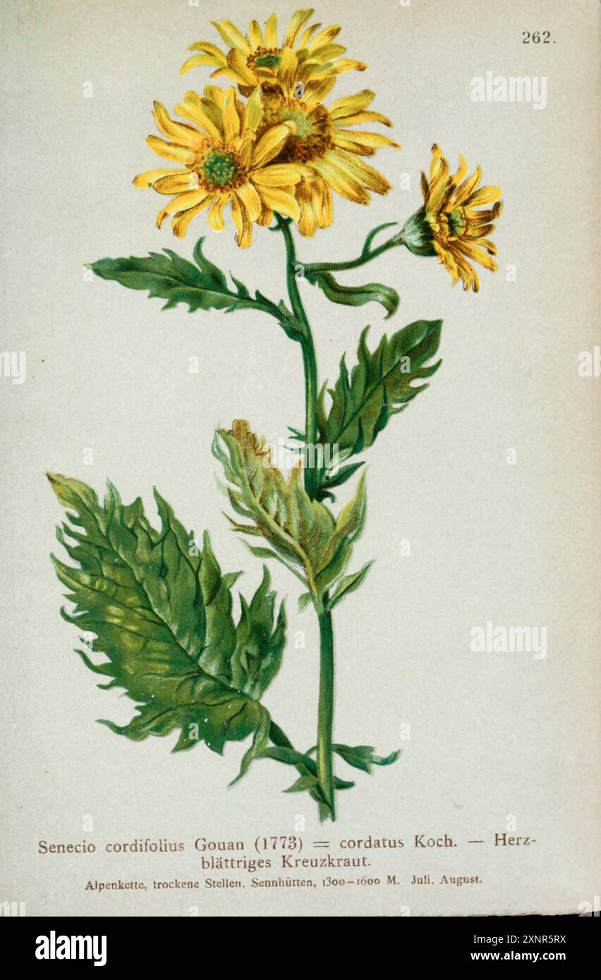 Senecio cordifolius Gouan (1773) — cordatus Koch. — Herzblattriges Kreuzkraut. Dessin botanique tiré de ' Atlas der Alpenflora ' volume 3 par Hartinger, Anton, né en 1806 ; Dalla Torre, K. W. von (Karl Wilhelm), 1850-1928, Deutscher Alpenverein (fondé en 1874) publié en 1882 Banque D'Images