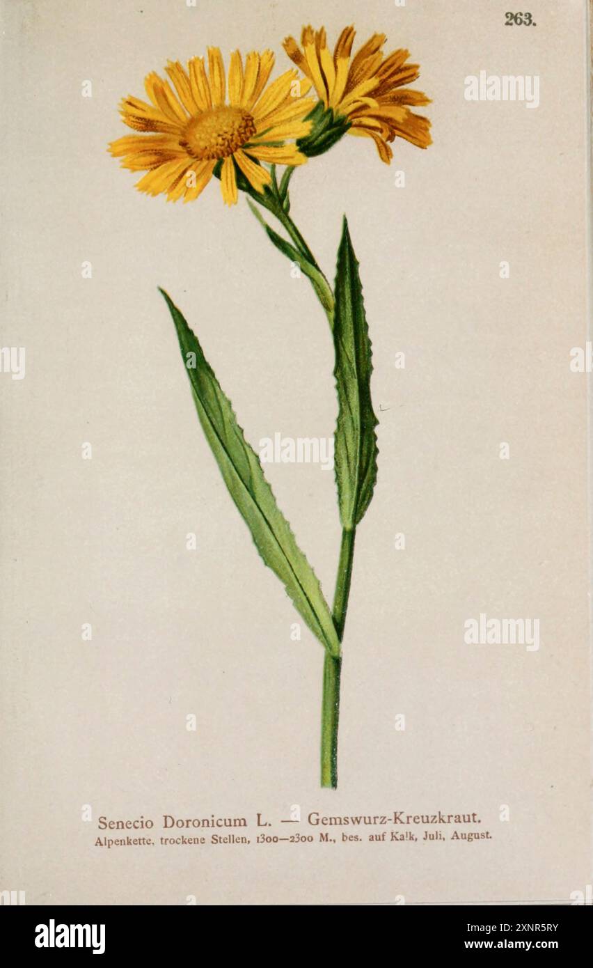 Senecio Doronicum L. — Gemswurz-Kreuzkraut. Dessin botanique tiré de ' Atlas der Alpenflora ' volume 3 par Hartinger, Anton, né en 1806 ; Dalla Torre, K. W. von (Karl Wilhelm), 1850-1928, Deutscher Alpenverein (fondé en 1874) publié en 1882 Banque D'Images