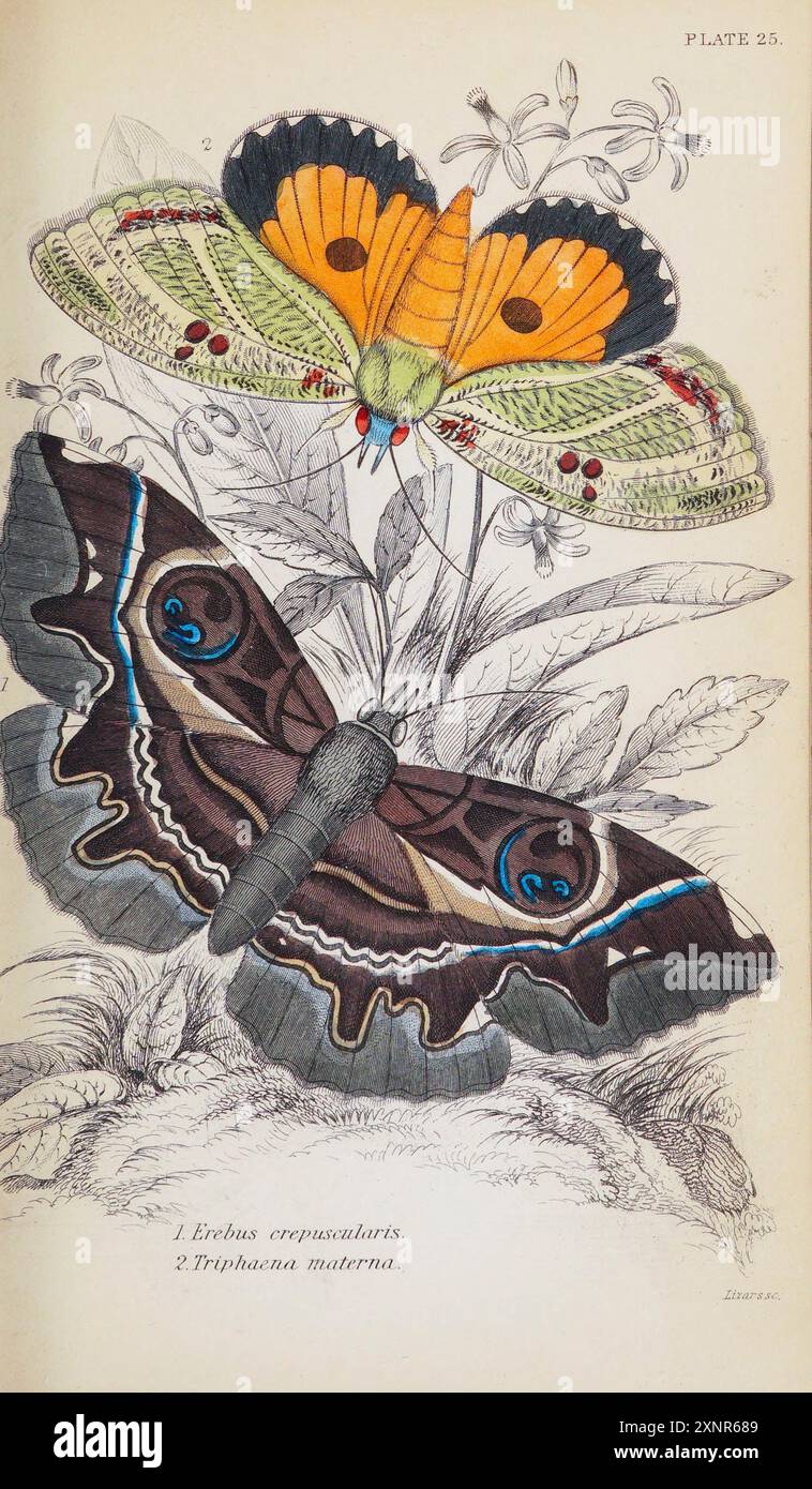 Erebus crepuscularis ; Triphena materna plaque peinte à la main tirée du livre Entomology Exotic Moths de Duncan, James, 1804-1861 volume XXXI de la BIBLIOTHÈQUE NATURALISTE. publié en 1852 Banque D'Images