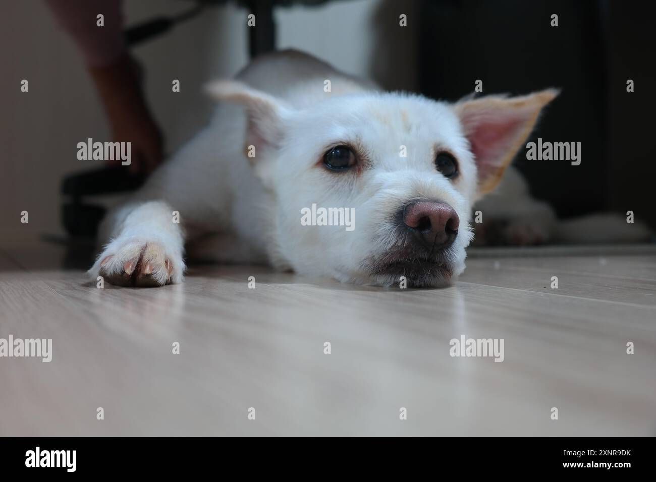 Chiot blanc couché sur le sol du salon Banque D'Images