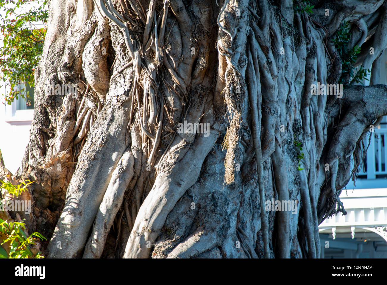 Moreton Bay Figs Tree dans la ville de Russell - Nouvelle-Zélande Banque D'Images