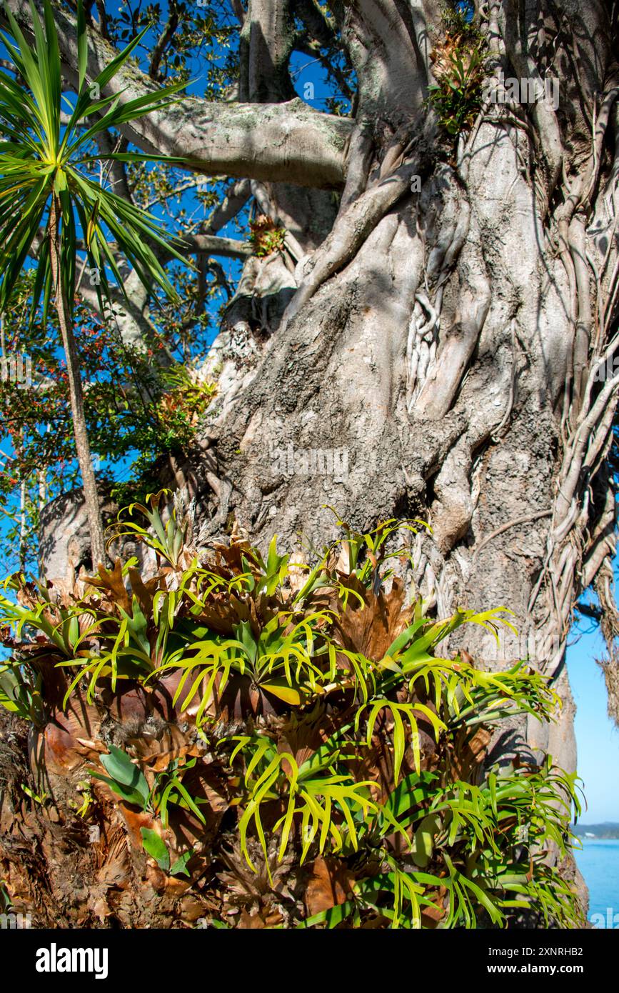 Moreton Bay Figs Tree dans la ville de Russell - Nouvelle-Zélande Banque D'Images