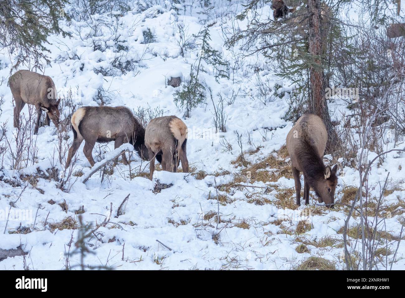 Troupeau de wapitis nord-américains qui paissent dans la neige au parc national Banff, Alberta, Canada Banque D'Images Troupeau de wapitis nord-américains qui paissent dans la neige au parc national Banff, Alberta, Canada Banque D'Images