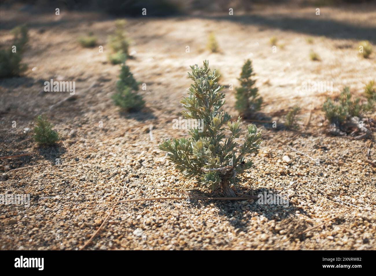 Baby Pine Trees sur terrain de gravier fin Banque D'Images