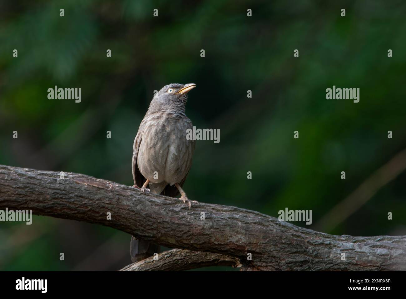 Jungle babbler ou Argya striata à Binsar, Uttarakhand, Inde Banque D'Images