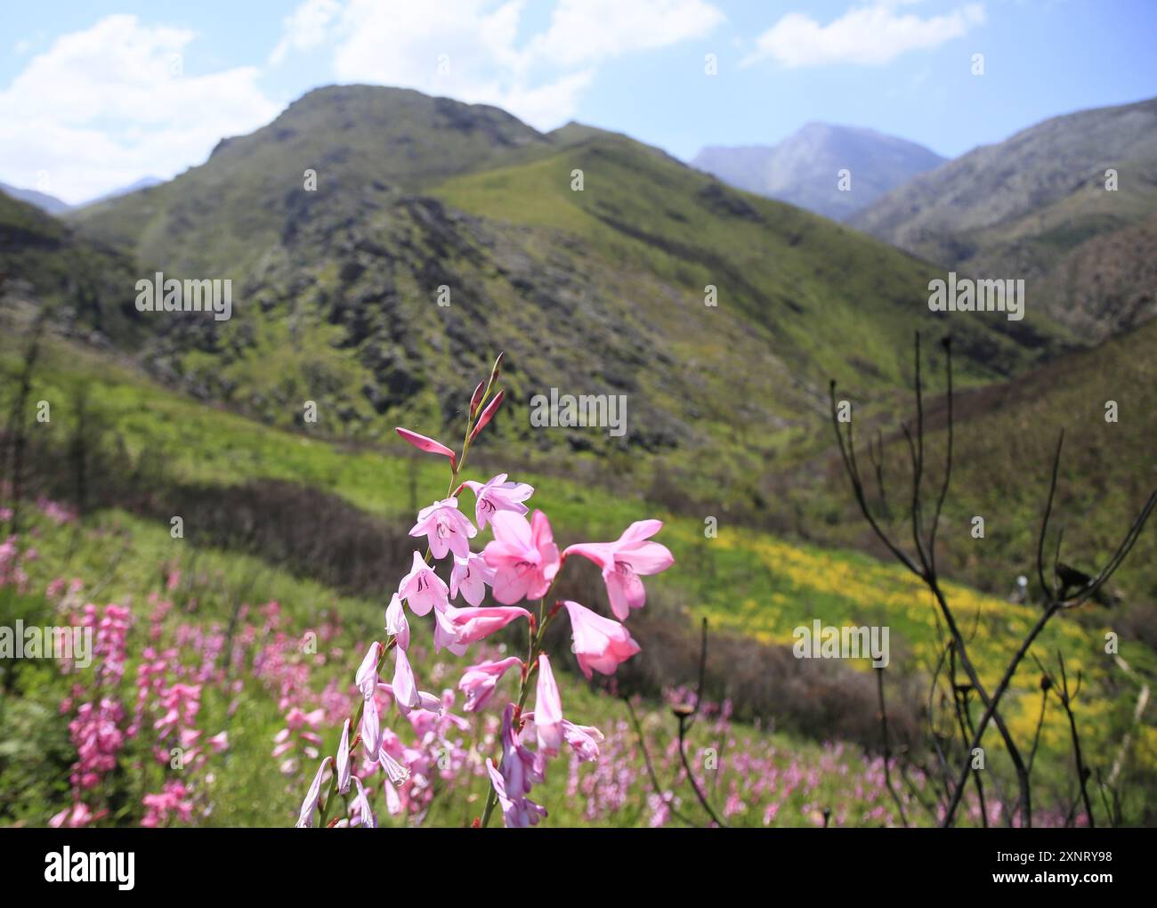 Watsonia borbonica rose poussant après un incendie de montagne sur le col de Franschhoek. Banque D'Images