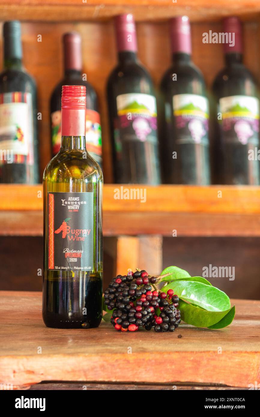 Vin de fruits élaboré à partir de fruits bignay à Ilocos, Philippines Banque D'Images