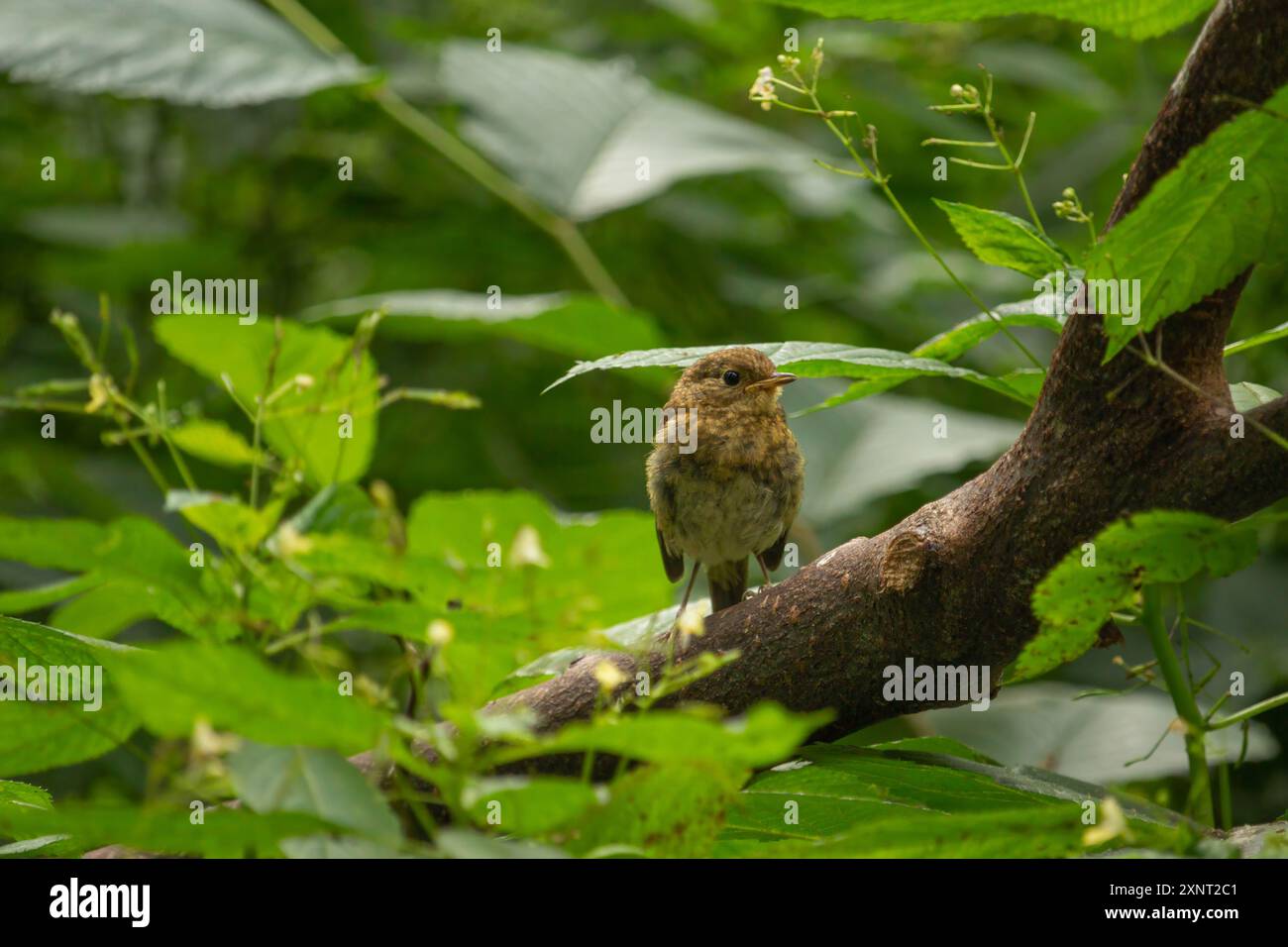 robin juvénile ou jeune robin européen de bébé (erithacus rubecula) dans un jardin Banque D'Images