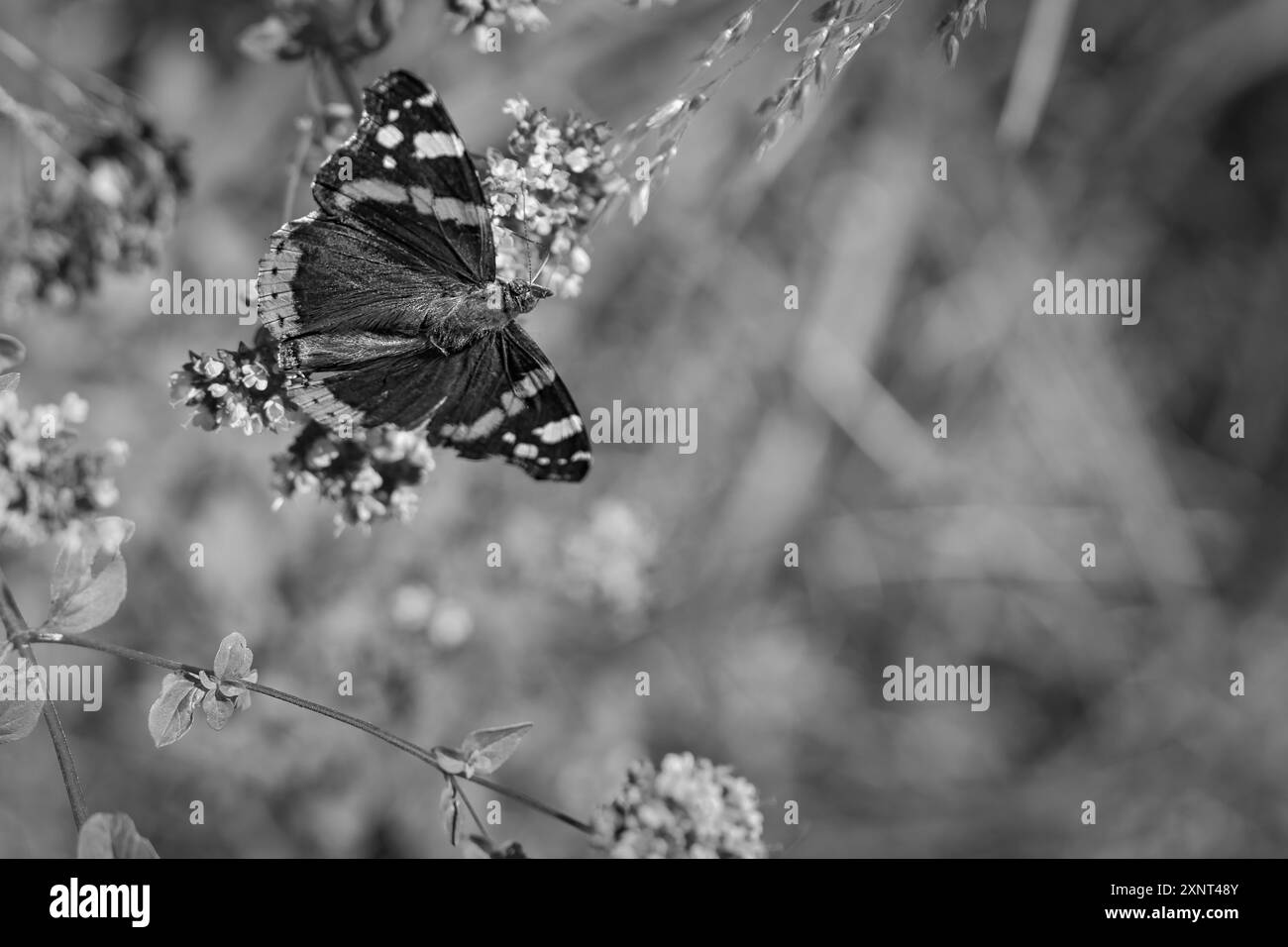 Papillon amiral sur une fleur. Insecte sur une fleur. Ailes noires, blanches et oranges. Animal sauvage dans la nature Banque D'Images