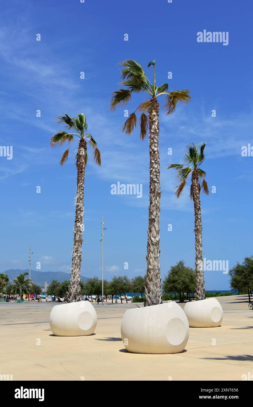 Palmiers dans un pot. Badalona, Catalogne, Espagne. Banque D'Images