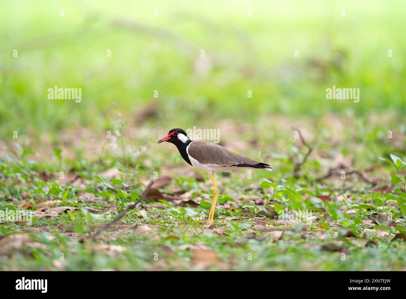 Vanellus indicus à revers rouge Banque D'Images
