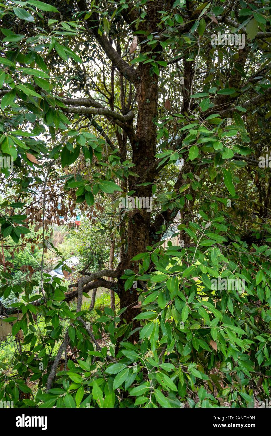 Hoheria sexstylosa, également connu sous le nom de laceécorce à feuilles longues ou bois de Ribbonwood, une espèce de plante à fleurs de la famille des Malvaceae, trouvée dans le haut Himalay Banque D'Images