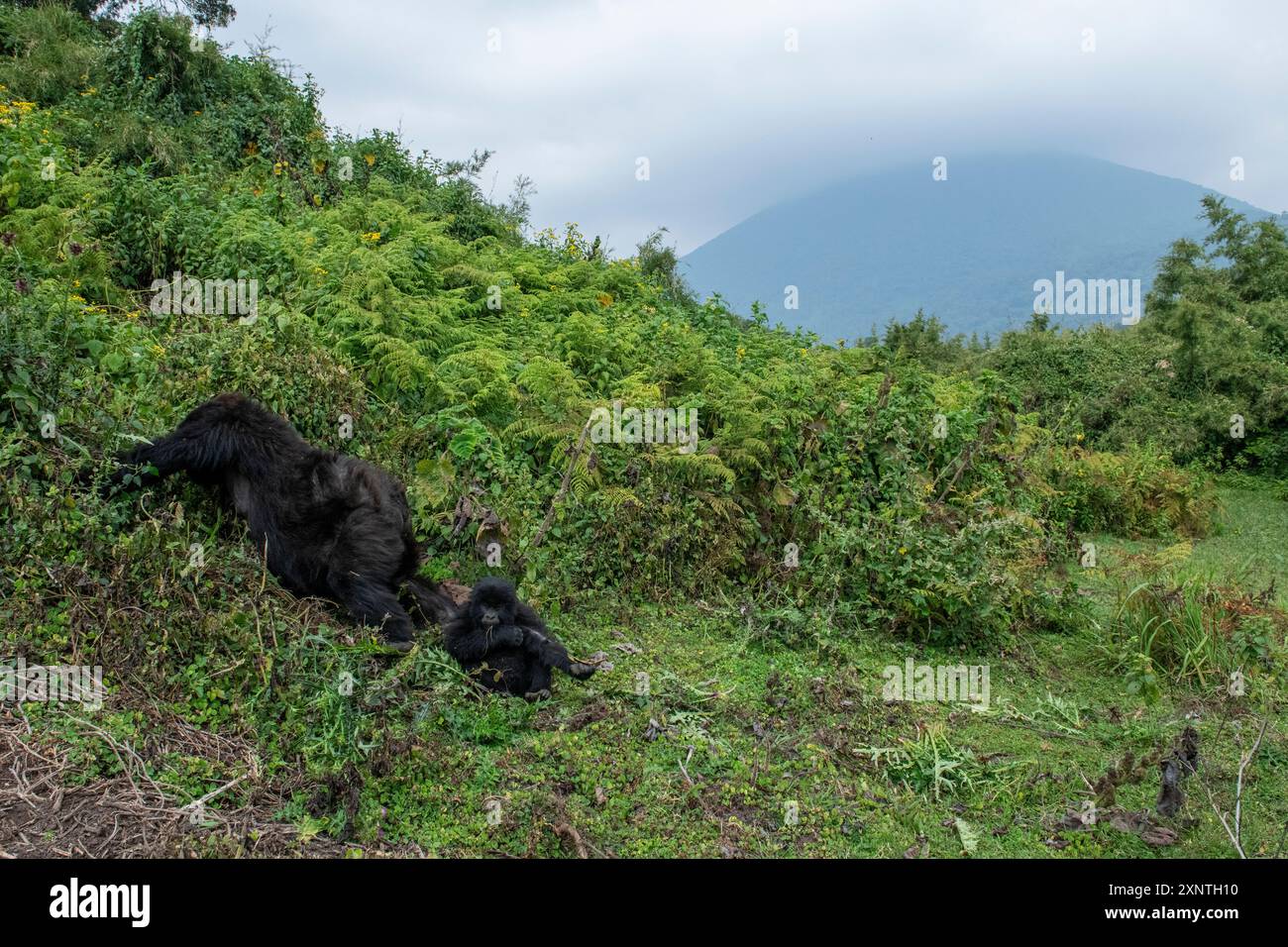 Rwanda, Parc National des volcans. Gorille de montagne (Gorilla beringei beringei) famille Amahoro. Femme et bébé avec volcan au loin. Banque D'Images