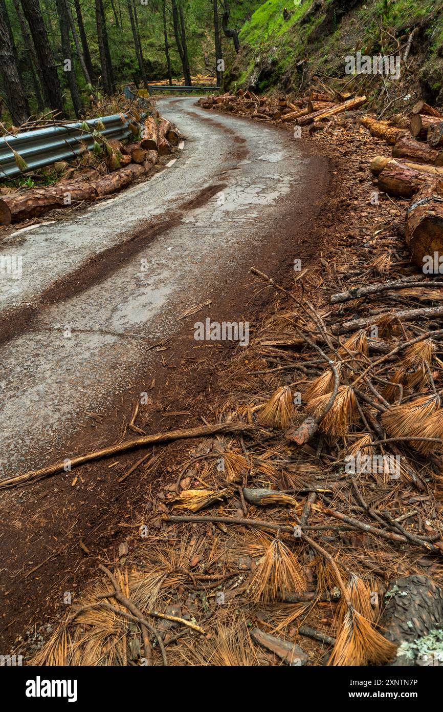 La déforestation dans les collines de l'Uttarakhand due à l'élargissement des routes et au développement de nouvelles infrastructures conduit à des résultats désastreux, avec des pins b Banque D'Images