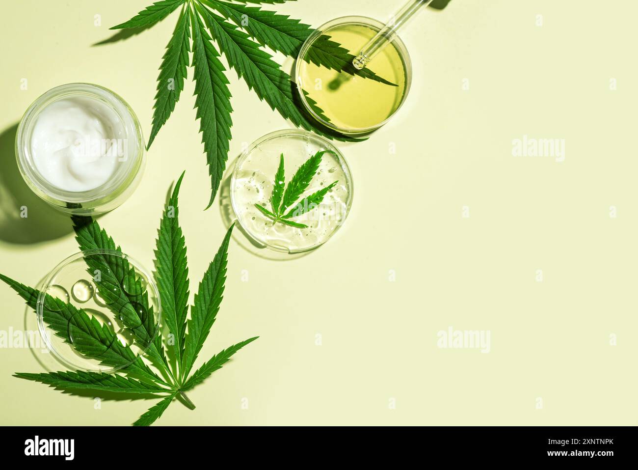 Feuilles de cannabis de chanvre et produits cosmétiques, huile de cbd en bouteille et capsules, crème pour le visage et sérum sur fond vert clair, espace copie. La recherche bio Banque D'Images