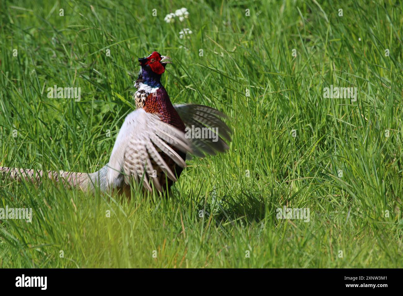 Un Pheasant dans le champ battant ses ailes. Banque D'Images