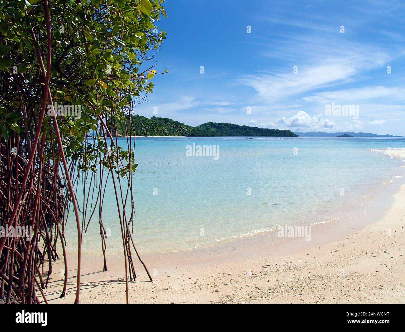 Mangroves, Gardiens côtiers de la nature. Mangroves et prop roots sur une plage calme, Indonésie. Île solitaire avec des mangroves dans le sable et un ciel bleu. Banque D'Images