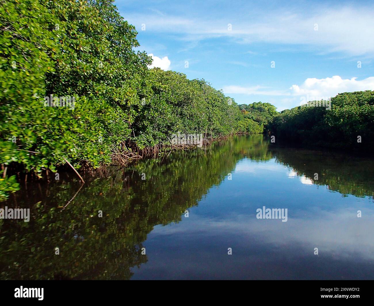 Mangroves. Ciel bleu et soleil avec réflexion sur la surface de l'eau. Île de Yap en Micronésie. Le motif montre des mangroves qui bordent un passage étroit. Banque D'Images