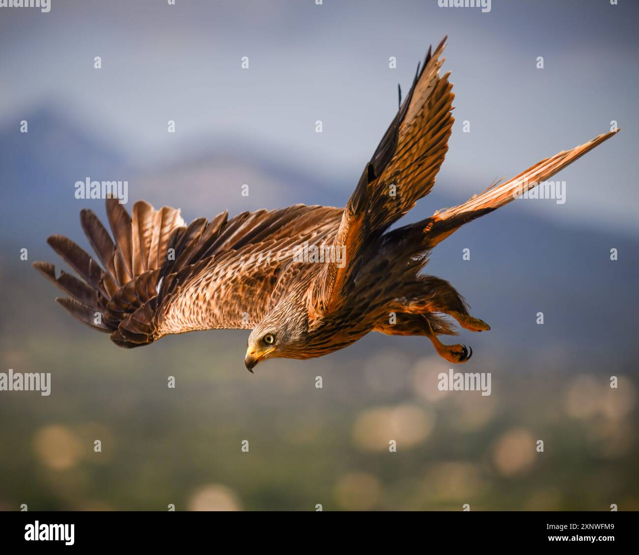 Cerf-volant rouge à l'heure dorée de Majorque Banque D'Images