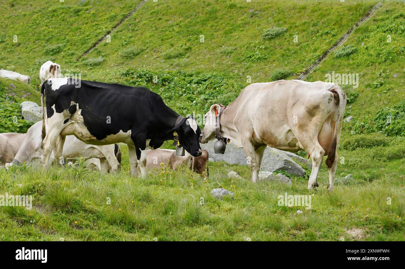 Anton Geisser 02.08.2024 Bild : Kuehe auf einer Weide. *** Anton Geisser 02 08 2024 image des vaches dans un pâturage Banque D'Images