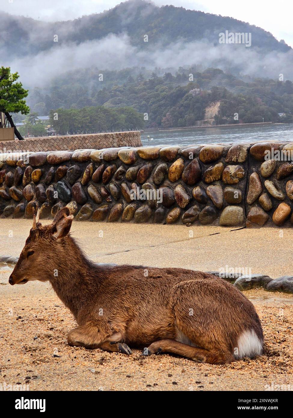 Cerf près du site du temple Todaiji à Nara. Les cerfs Sika errent également à travers les terres car on croit que les cerfs sont les messagers des dieux. Le temple a été construit en 728 et a été reconstruit et mis à jour jusqu'en 1993. Le Daibutsu mesure près de 50 pieds de haut et pèse environ 550 tonnes. Japon. Banque D'Images