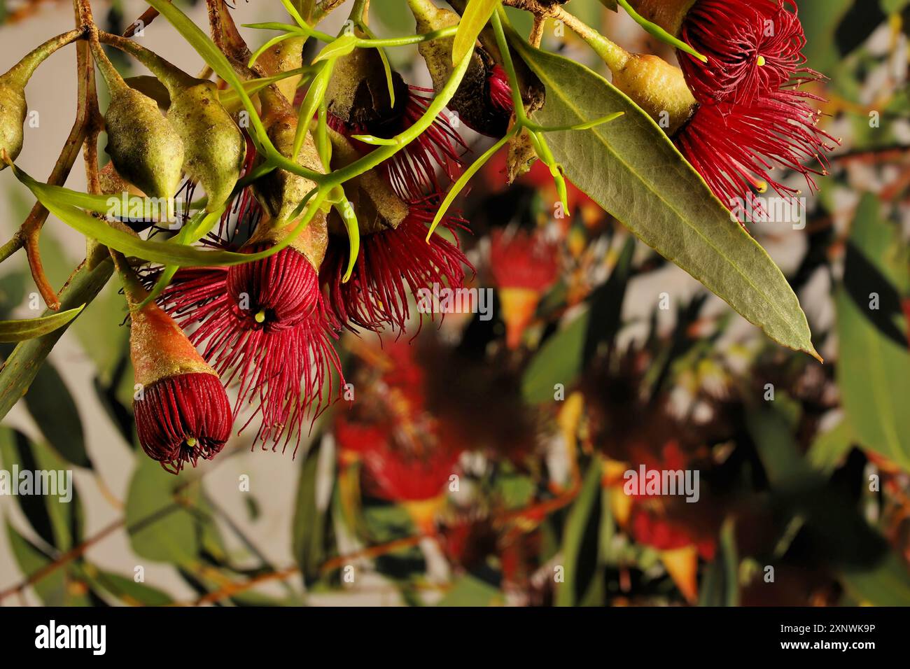 Eucalyptus leucoxylon (Euky nain) en fleur. Arbre australien indigène. Banque D'Images