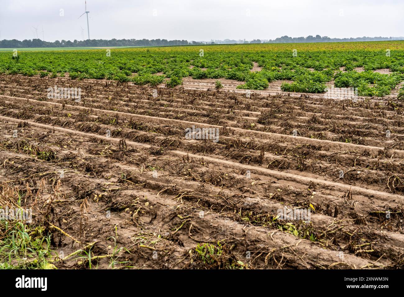 Champ de pommes de terre près de Bedburg, inondé après de fortes pluies, de nombreuses crêtes de pommes de terre noyées et les plantes détruites, les pommes de terre pourrissent, les mauvaises récoltes, Banque D'Images