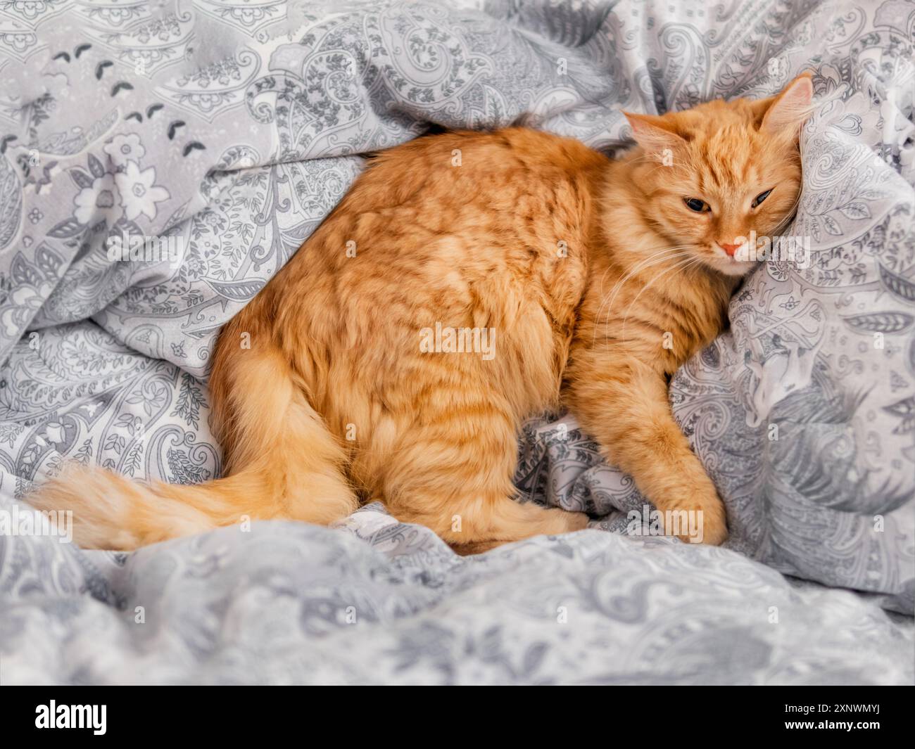 Chat au gingembre mignon dort sur une couverture froissée. Moelleux animal a une sieste de confort dans le lit. Animal domestique endormi à la maison. Banque D'Images