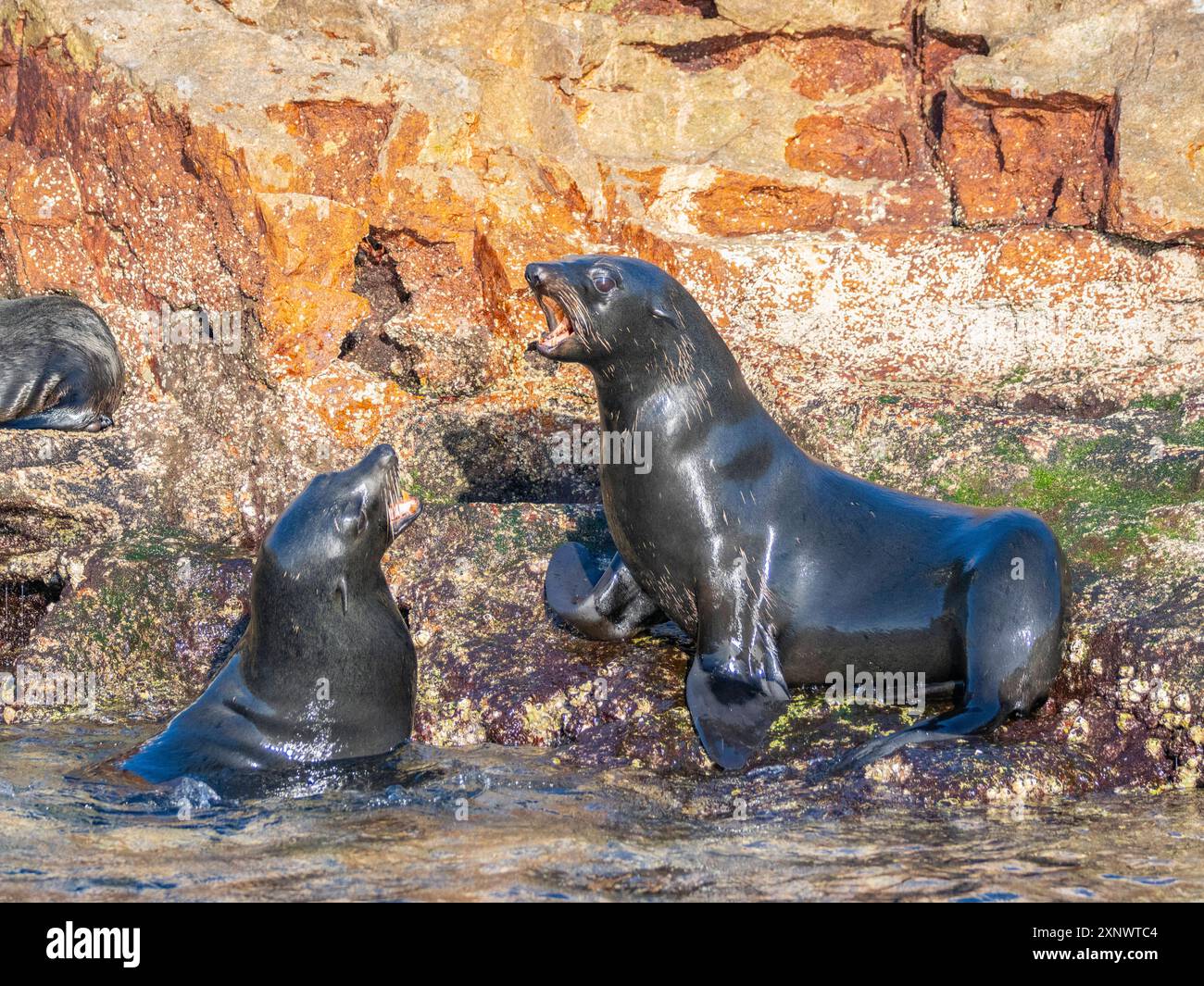 Otaries à fourrure de Guadalupe Arctocephalus townsendi, à la nouvelle sortie sur l'île Las Animas, basse-Californie sur, mer de Cortez, Mexique, Amérique du Nord Copyright Banque D'Images