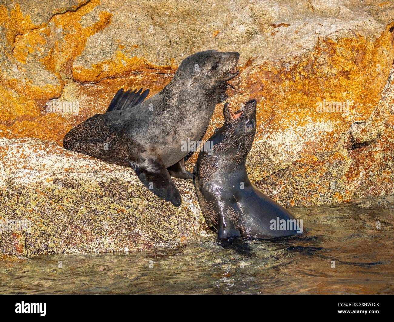 Otaries à fourrure de Guadalupe Arctocephalus townsendi, à la nouvelle sortie sur l'île Las Animas, basse-Californie sur, mer de Cortez, Mexique, Amérique du Nord Copyright Banque D'Images