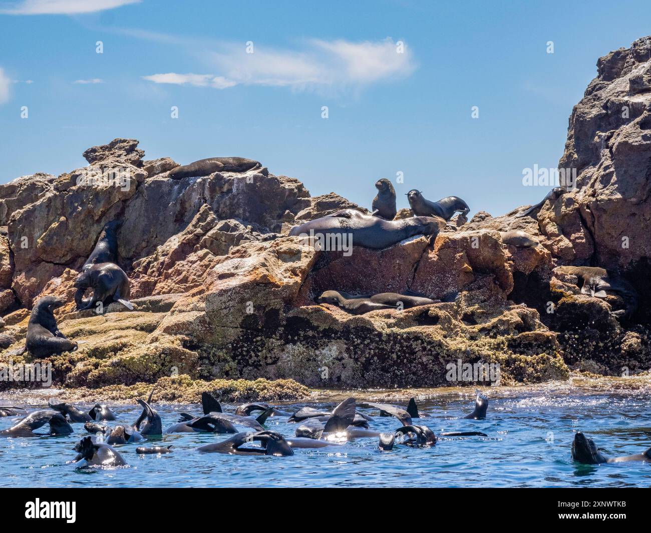 Otaries à fourrure de Guadalupe Arctocephalus townsendi, à la nouvelle sortie sur l'île Las Animas, basse-Californie sur, mer de Cortez, Mexique, Amérique du Nord Copyright Banque D'Images