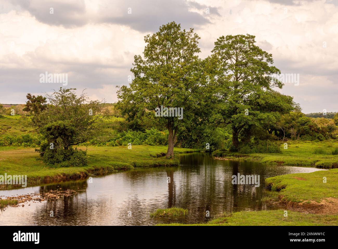 Nouveau paysage forestier, paysage pittoresque, avec de l'eau et des arbres sur couvert chaud, jour d'été, Royaume-Uni Banque D'Images