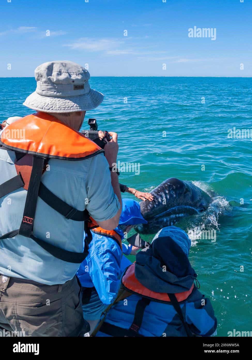 Baleine grise de Californie Eschrictius robustus, avec des touristes excités dans la lagune de San Ignacio, basse Californie, Mexique, Amérique du Nord Copyright : Michae Banque D'Images