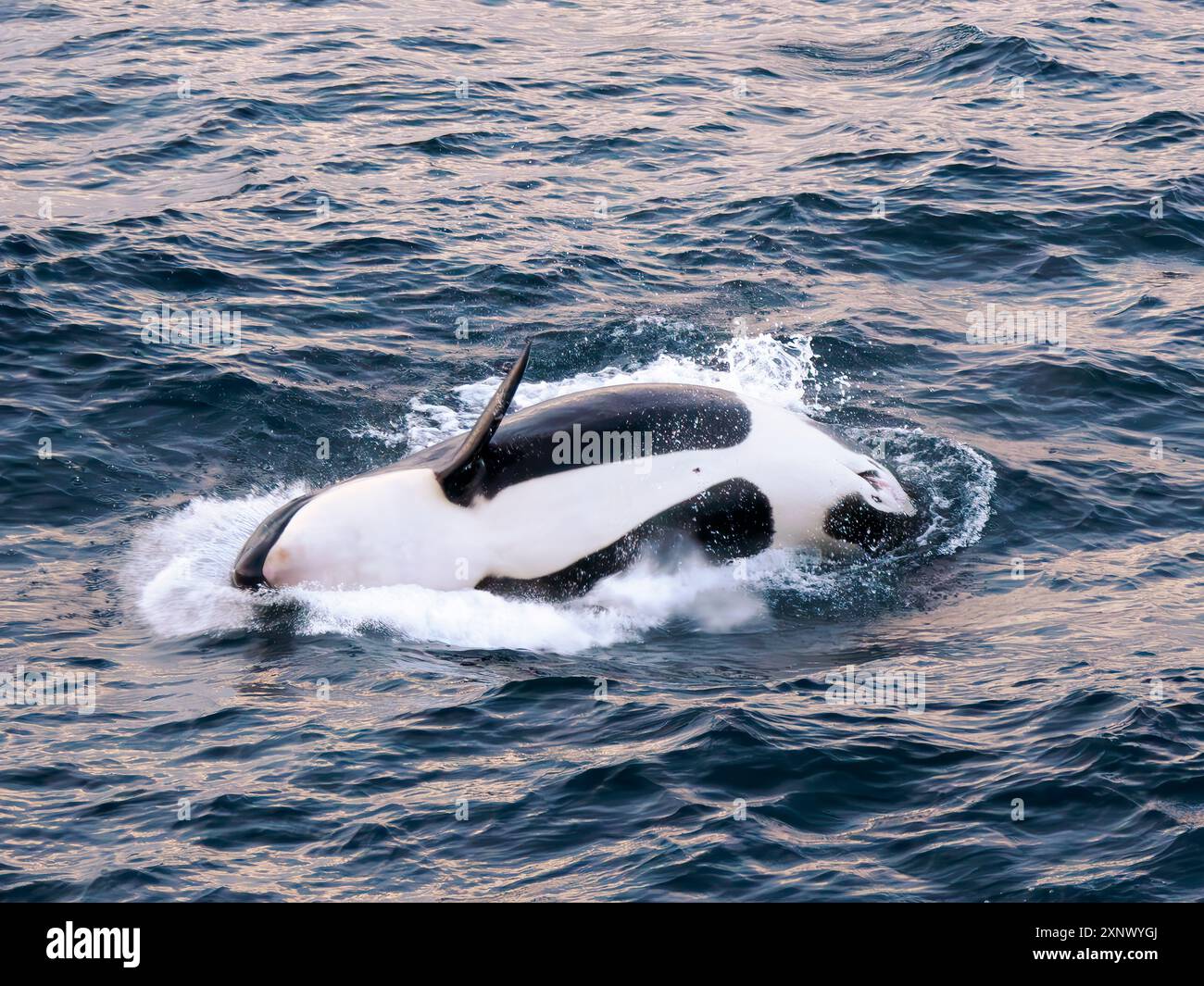 Veau femelle d'épaulard (Orcinus Orca), brisant au coucher du soleil au large de Isla San Jose, basse Californie sur, mer de Cortez, Mexique, Amérique du Nord Banque D'Images