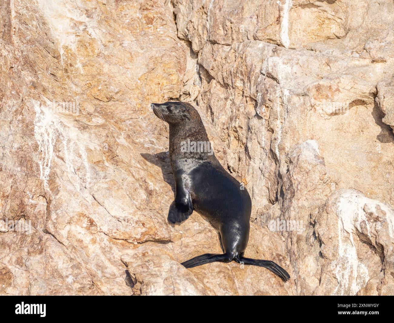 Phoque à fourrure de Guadalupe (Arctocephalus townsendi), à la nouvelle sortie sur l'île de Las Animas, basse-Californie du Sud, mer de Cortez, Mexique, Amérique du Nord Banque D'Images