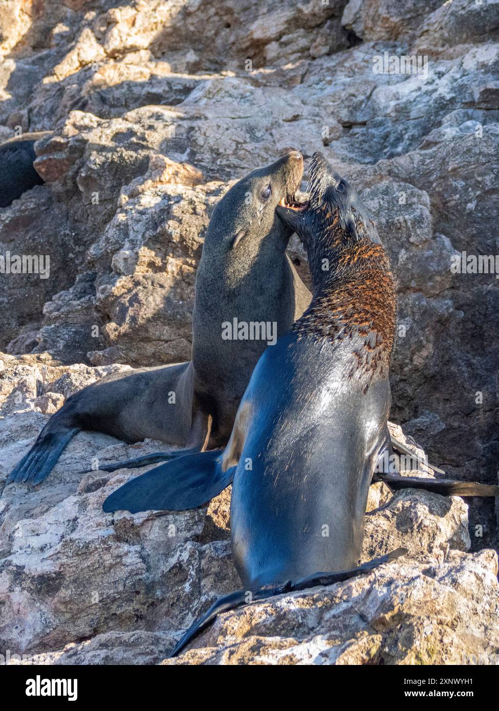 Otaries à fourrure de Guadalupe (Arctocephalus townsendi), à la nouvelle sortie sur l'île de Las Animas, basse-Californie du Sud, mer de Cortez, Mexique, Amérique du Nord Banque D'Images